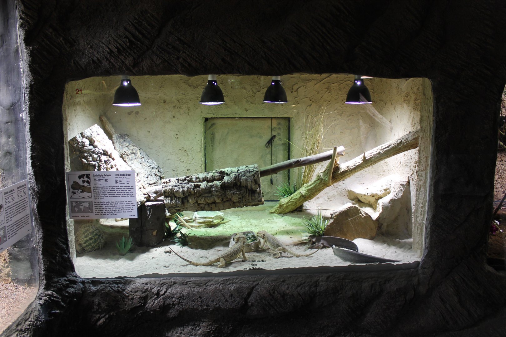 Enclosure Central bearded dragon