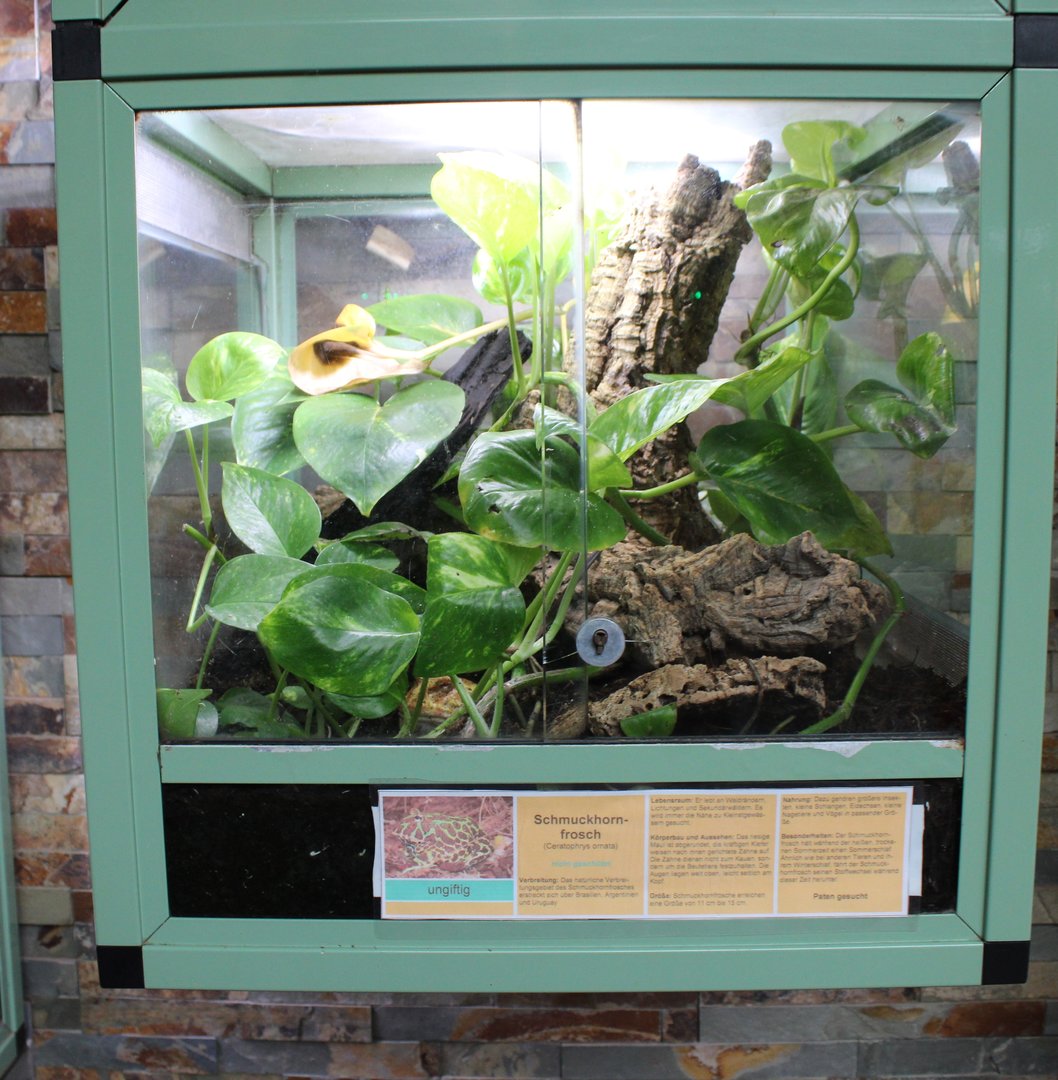 Enclosure Ceratophrys ornata