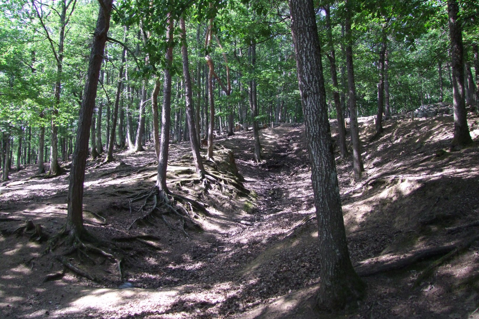 Enclosure Cervus nippon