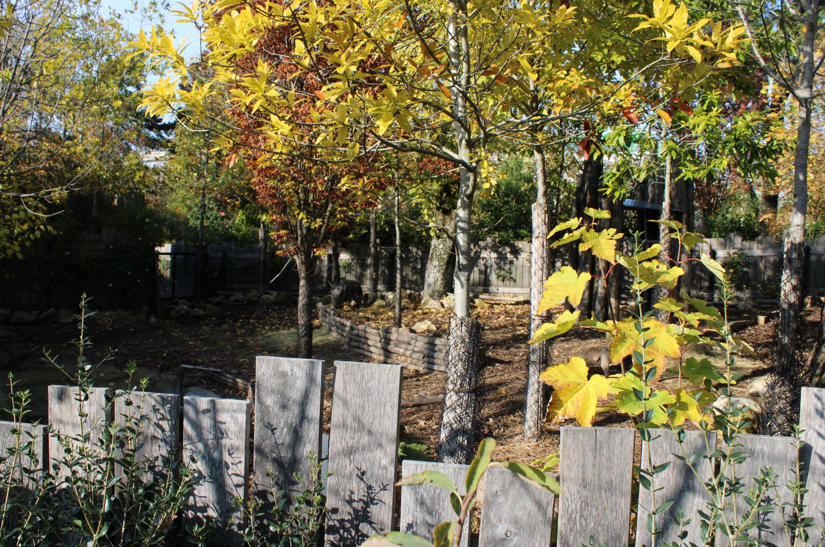 Enclosure Chacoan peccary