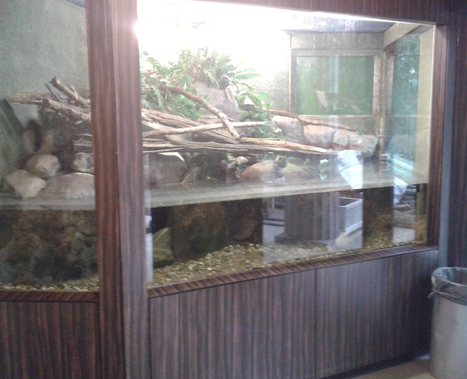 Enclosure Chinese crocodile lizard