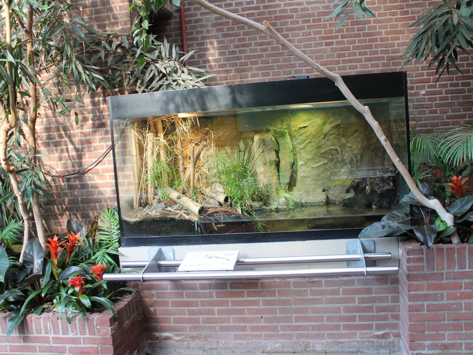 Enclosure Chinese crocodile lizard