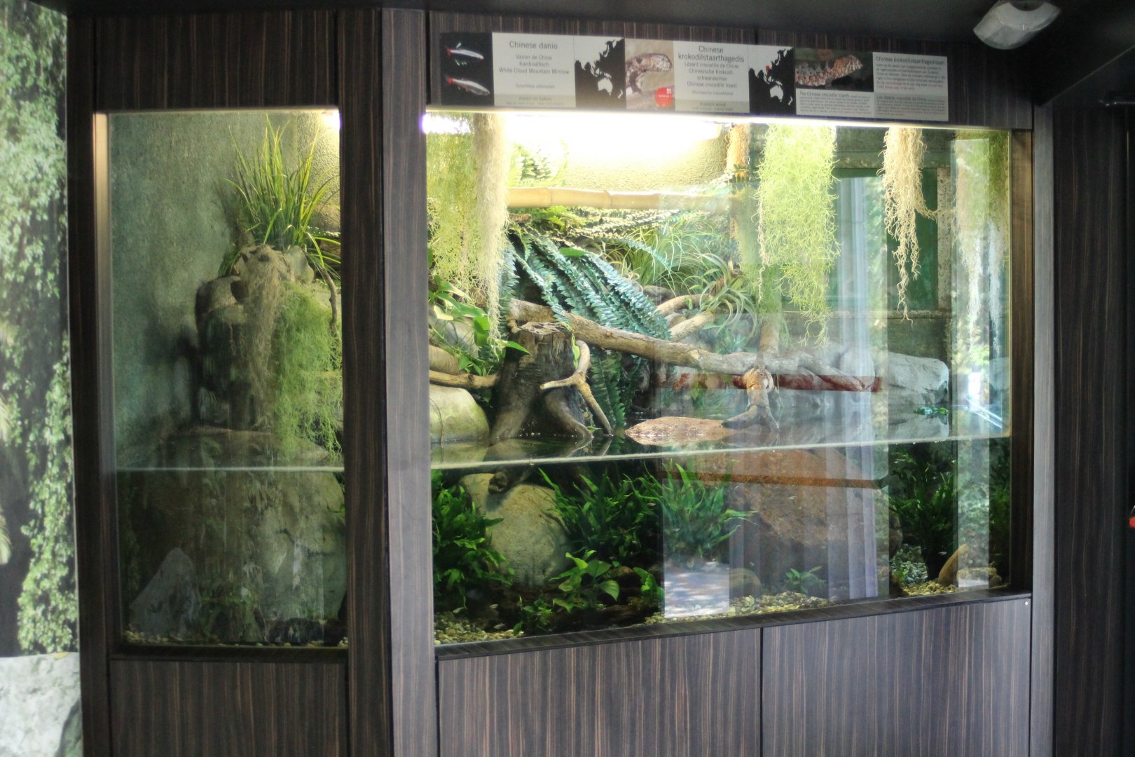 Enclosure Chinese crocodile lizard