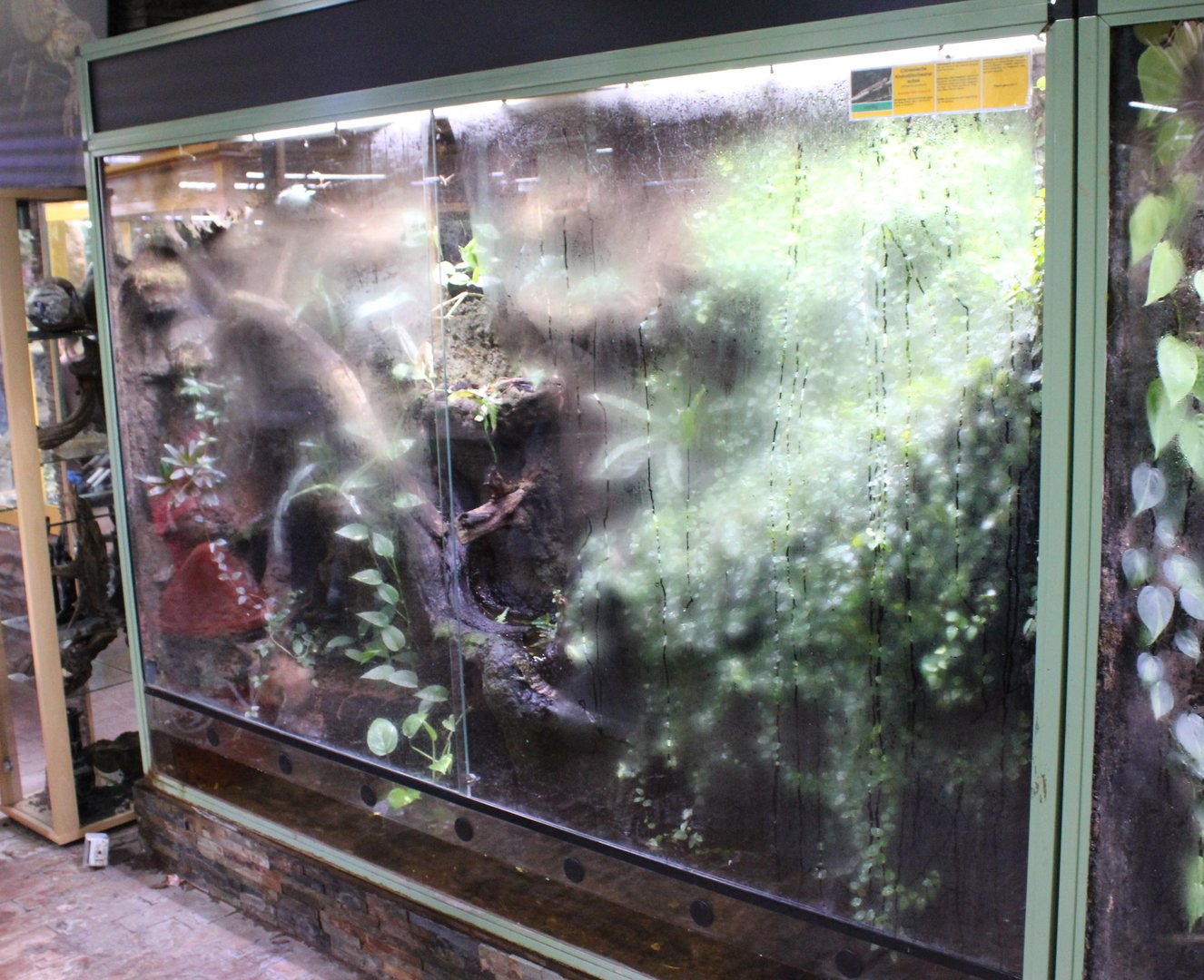 Enclosure Chinese crocodile lizard