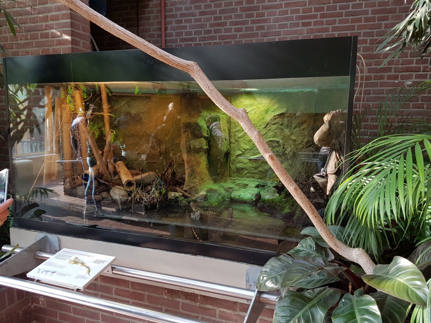 Enclosure Chinese crocodile-tailed lizard