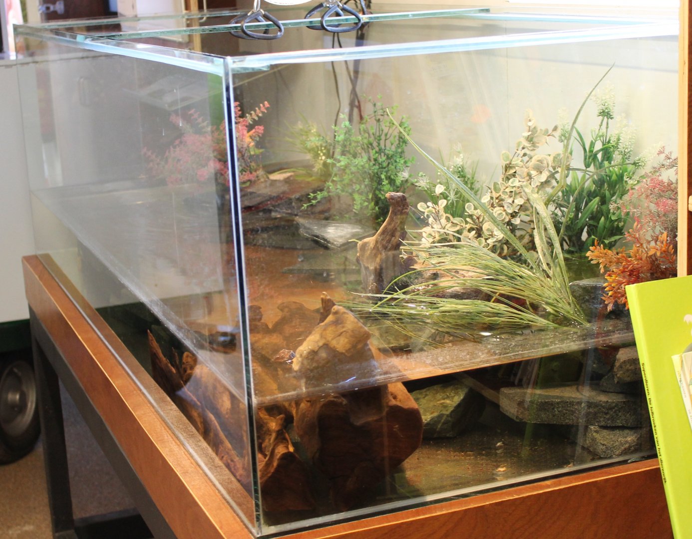 Enclosure Chinese fire-bellied toad