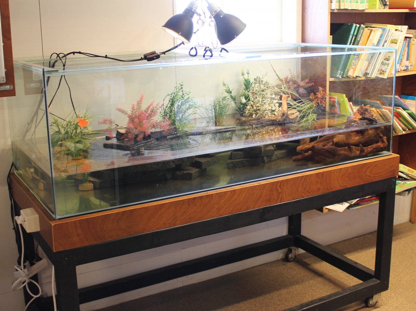 Enclosure Chinese fire-bellied toad