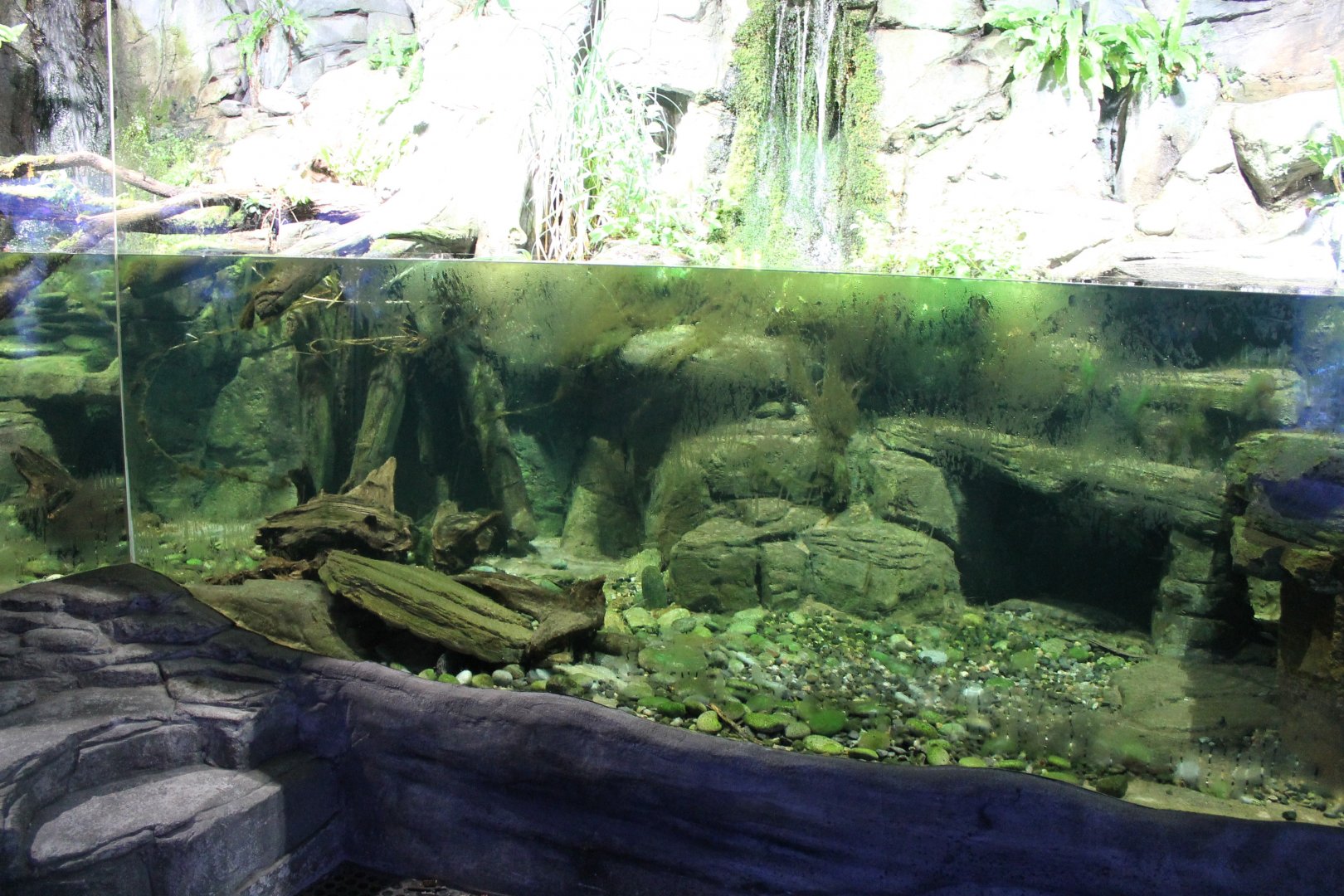 Enclosure Chinese giant salamander
