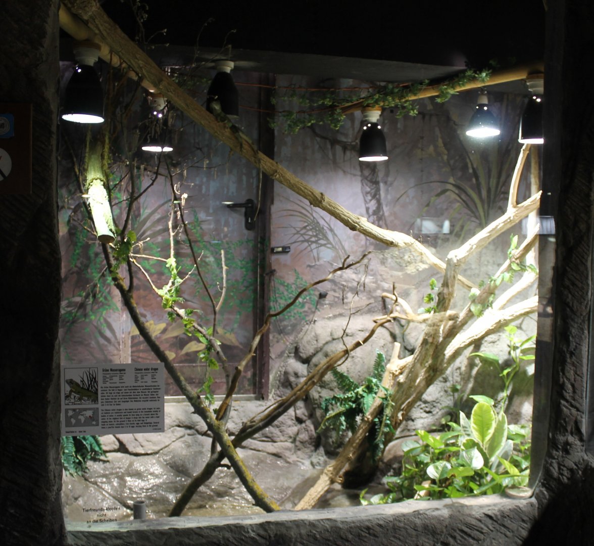 Enclosure Chinese water dragon