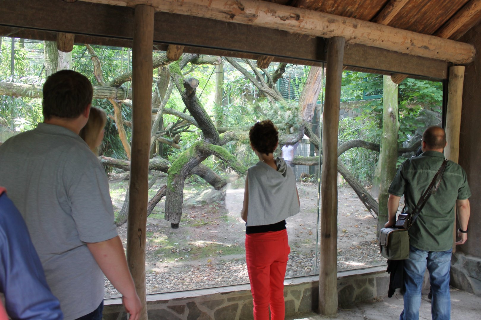 Enclosure Clouded leopard
