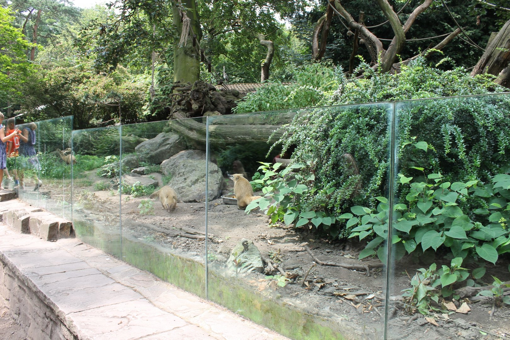Enclosure Coati