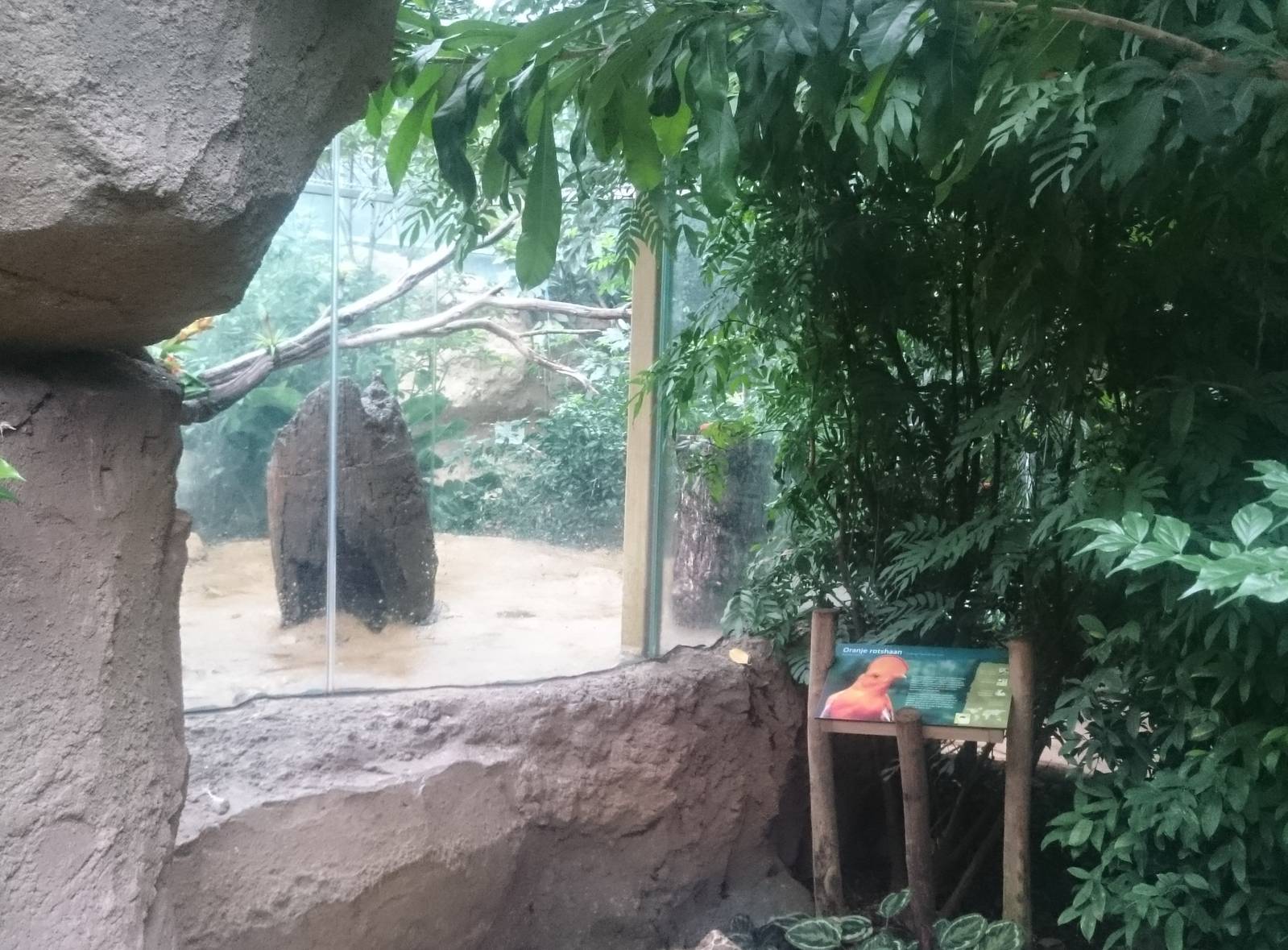 Enclosure Cock of the Rocks