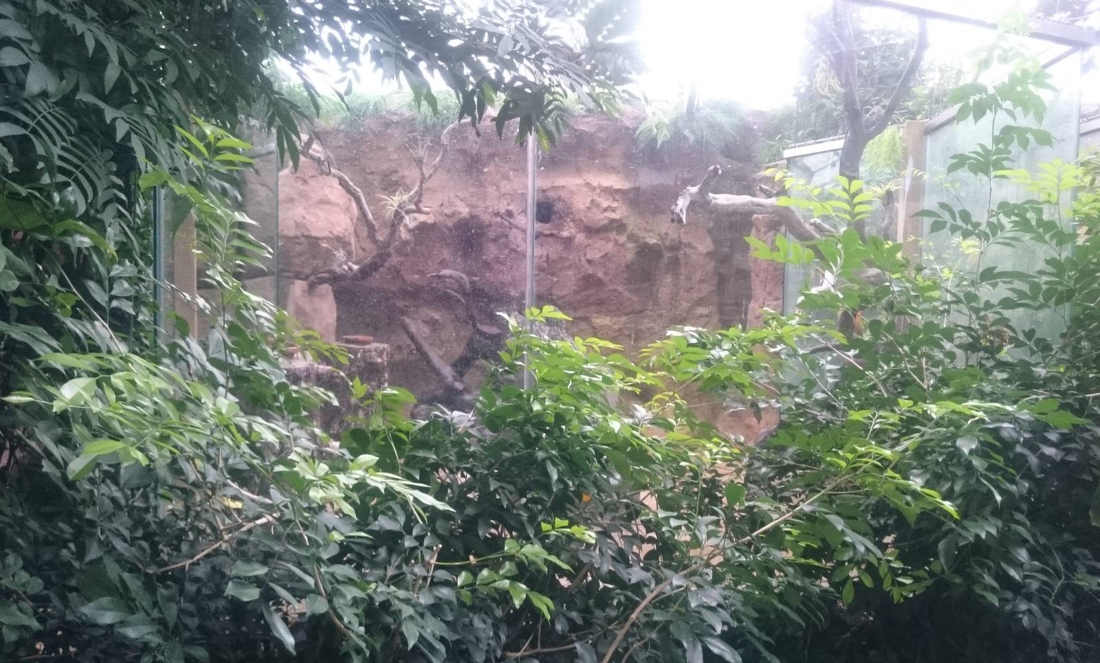 Enclosure Cock of the Rocks