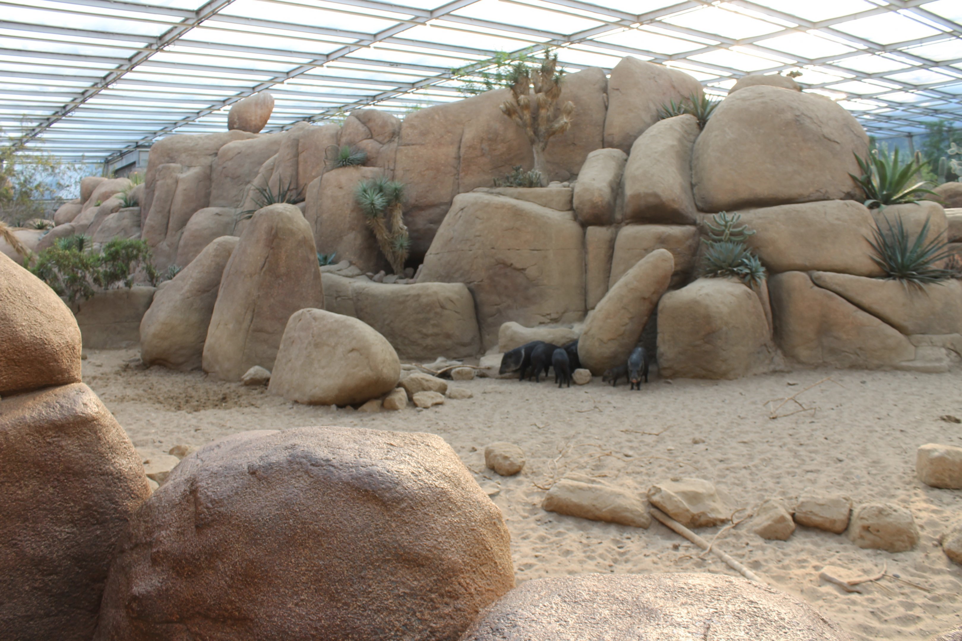 Enclosure Collared Peccary