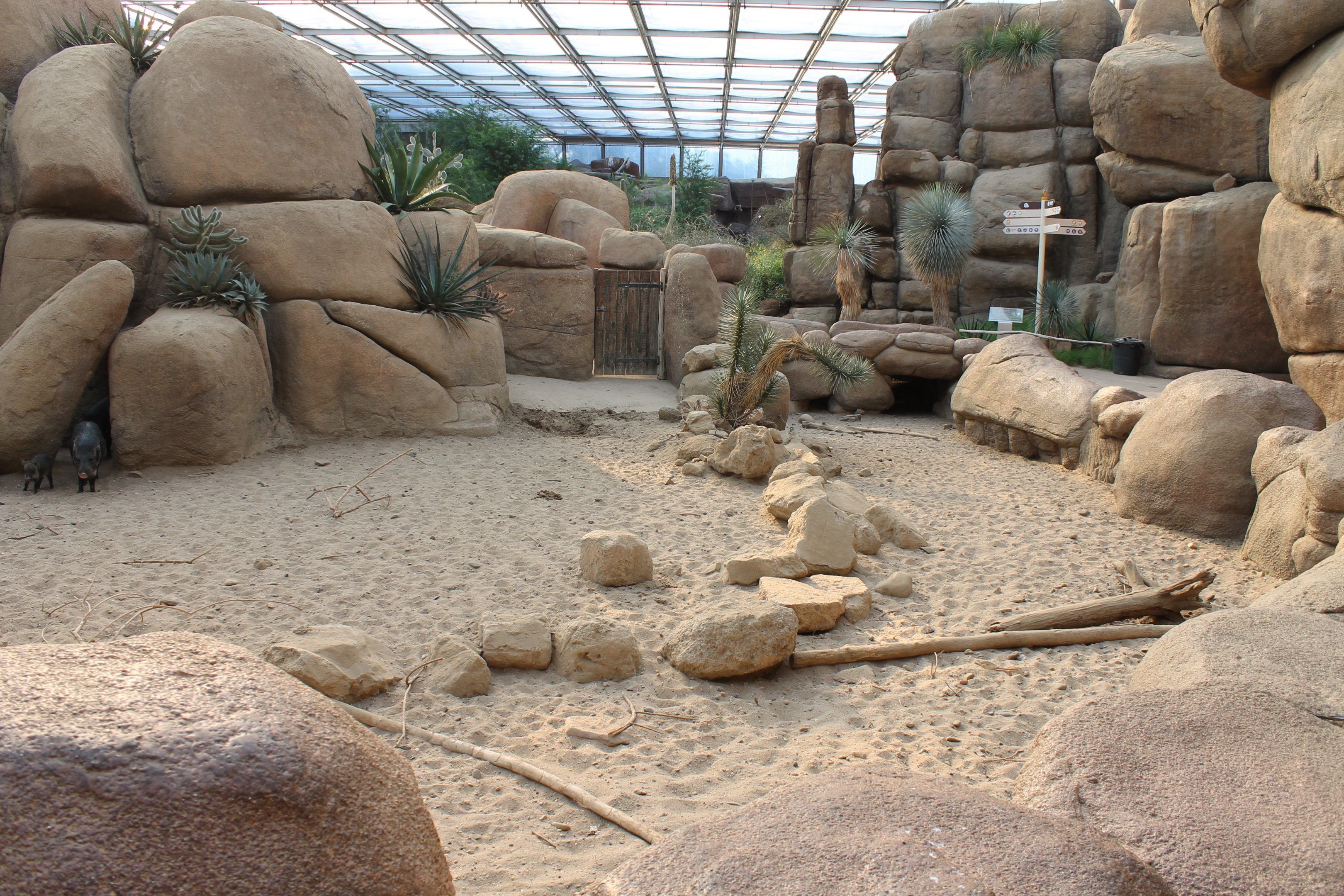 Enclosure Collared Peccary