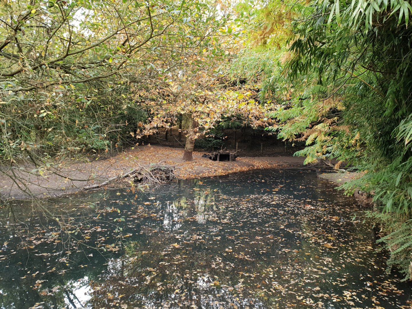 Enclosure Collared peccary