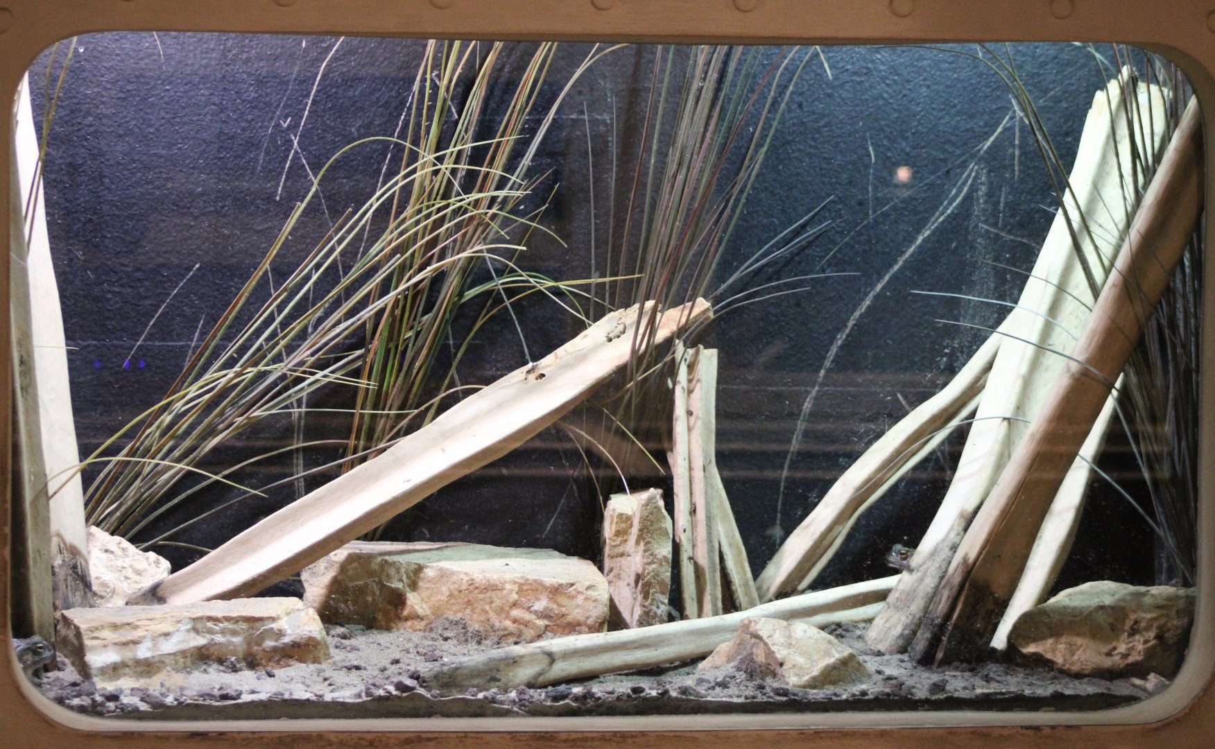 Enclosure Colorado river toad