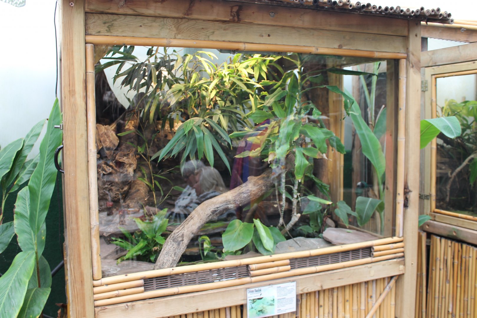 Enclosure Common basilisk