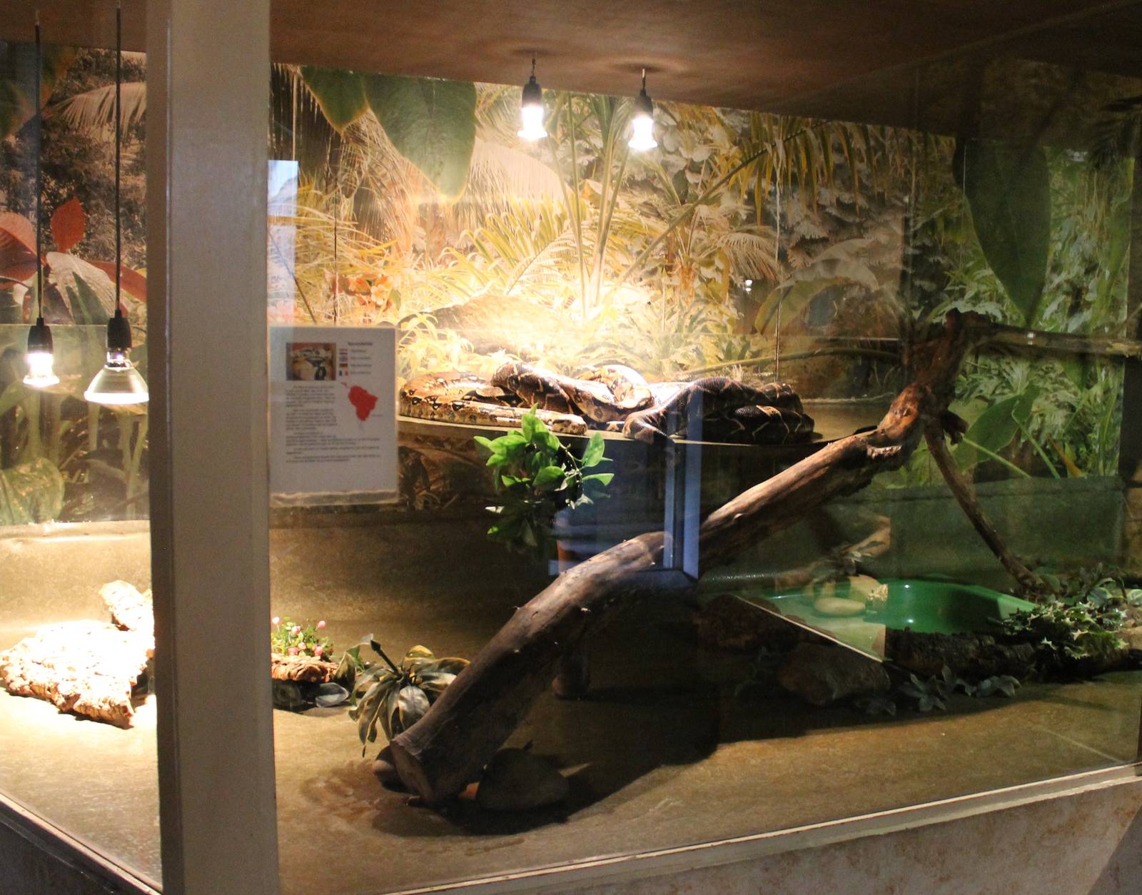 Enclosure Common boa