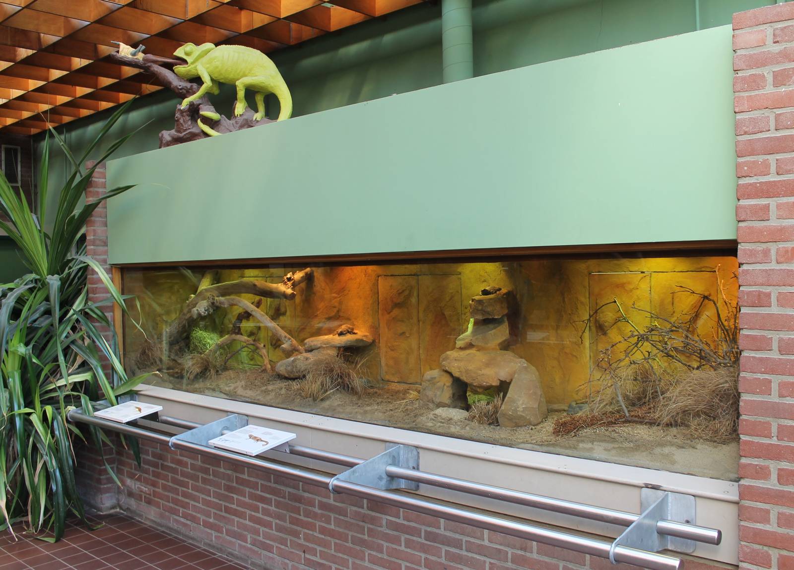 Enclosure Common chuckwalla and Schneider's skink