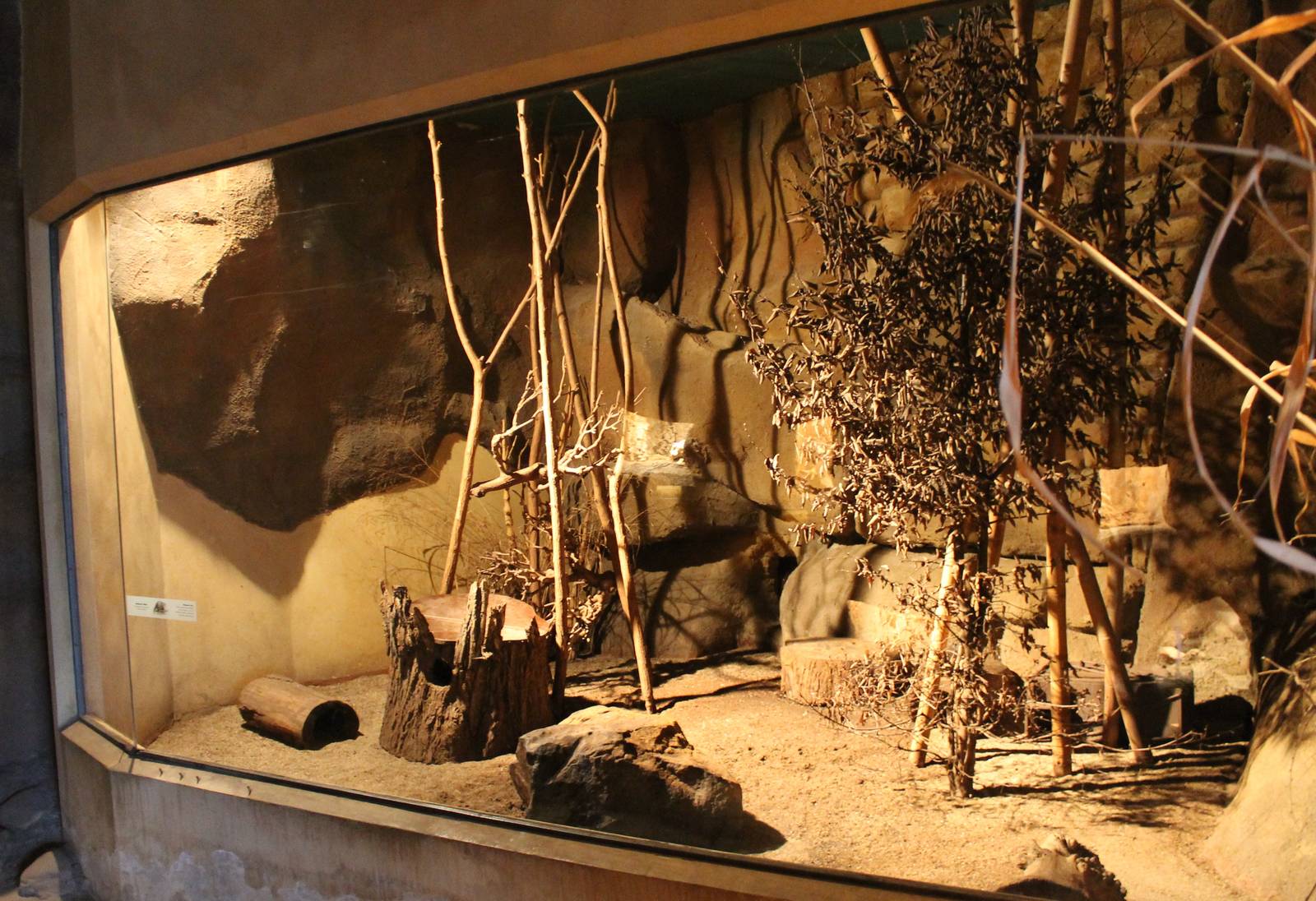 Enclosure Common cusimanse