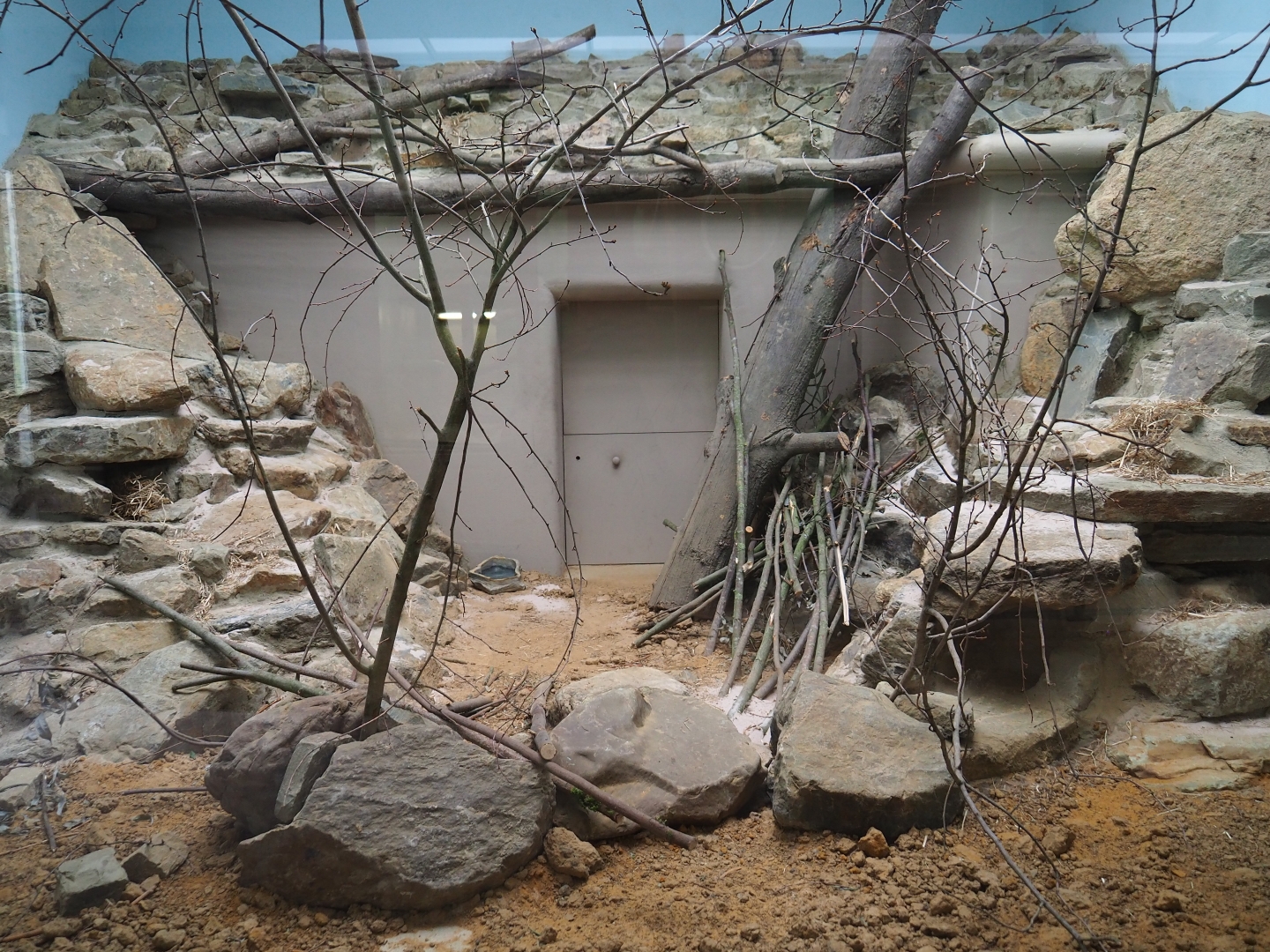 Enclosure common gundi (Ctenodactylus gundi)