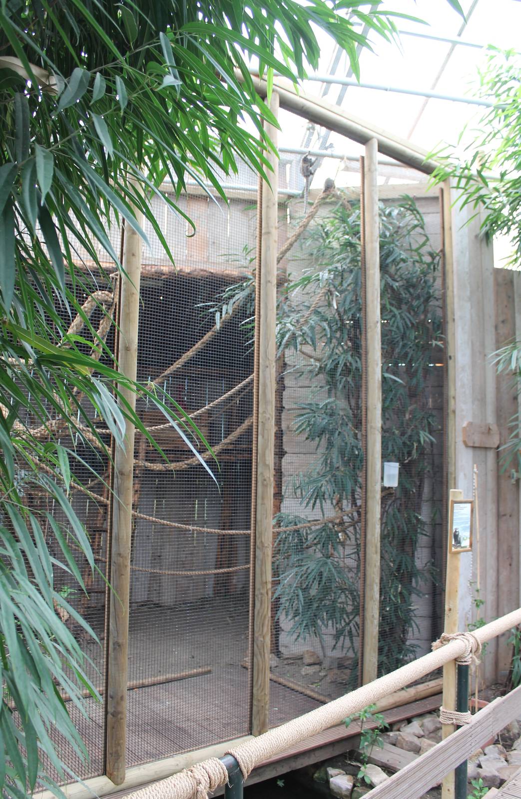 Enclosure Common marmoset