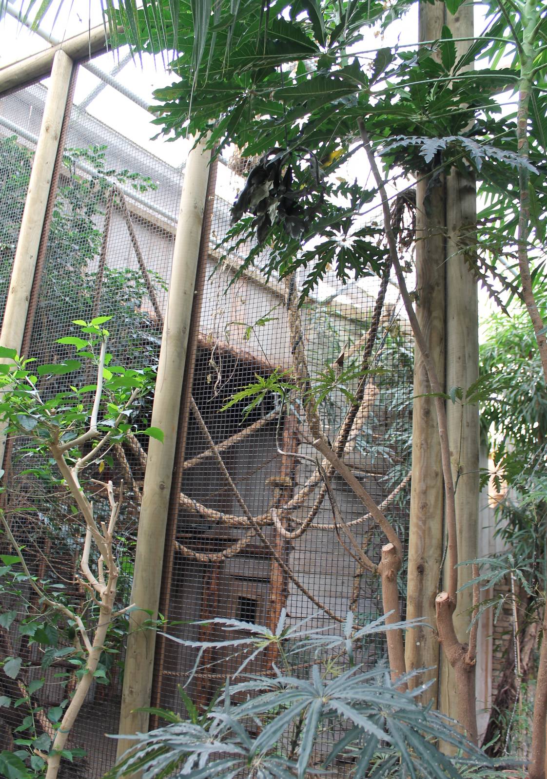 Enclosure Common marmoset