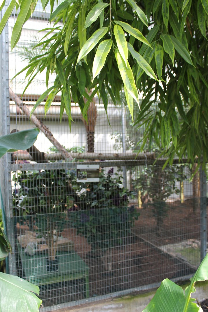 Enclosure Common marmoset