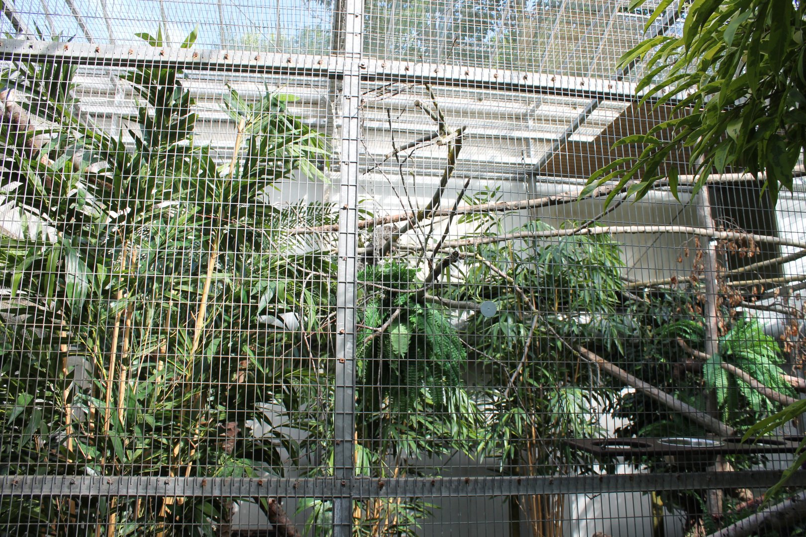 Enclosure Common marmoset