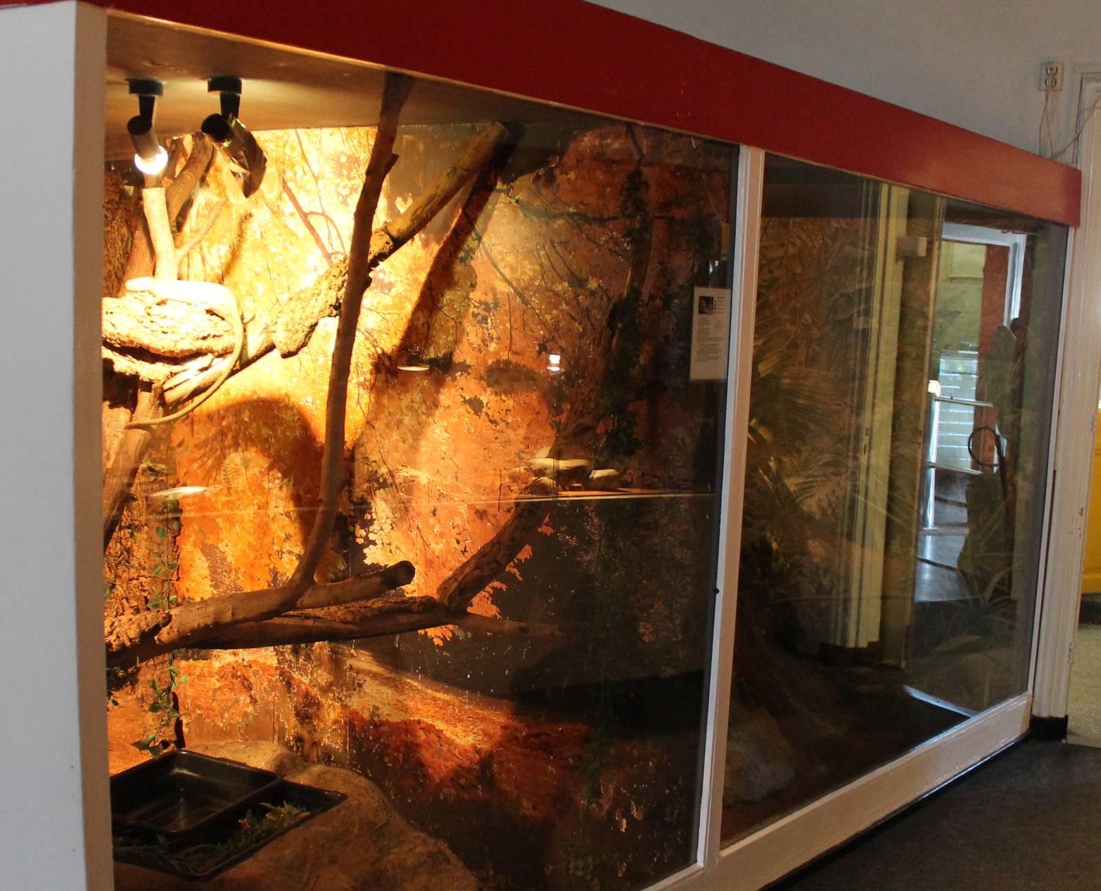 Enclosure Common monkey skink