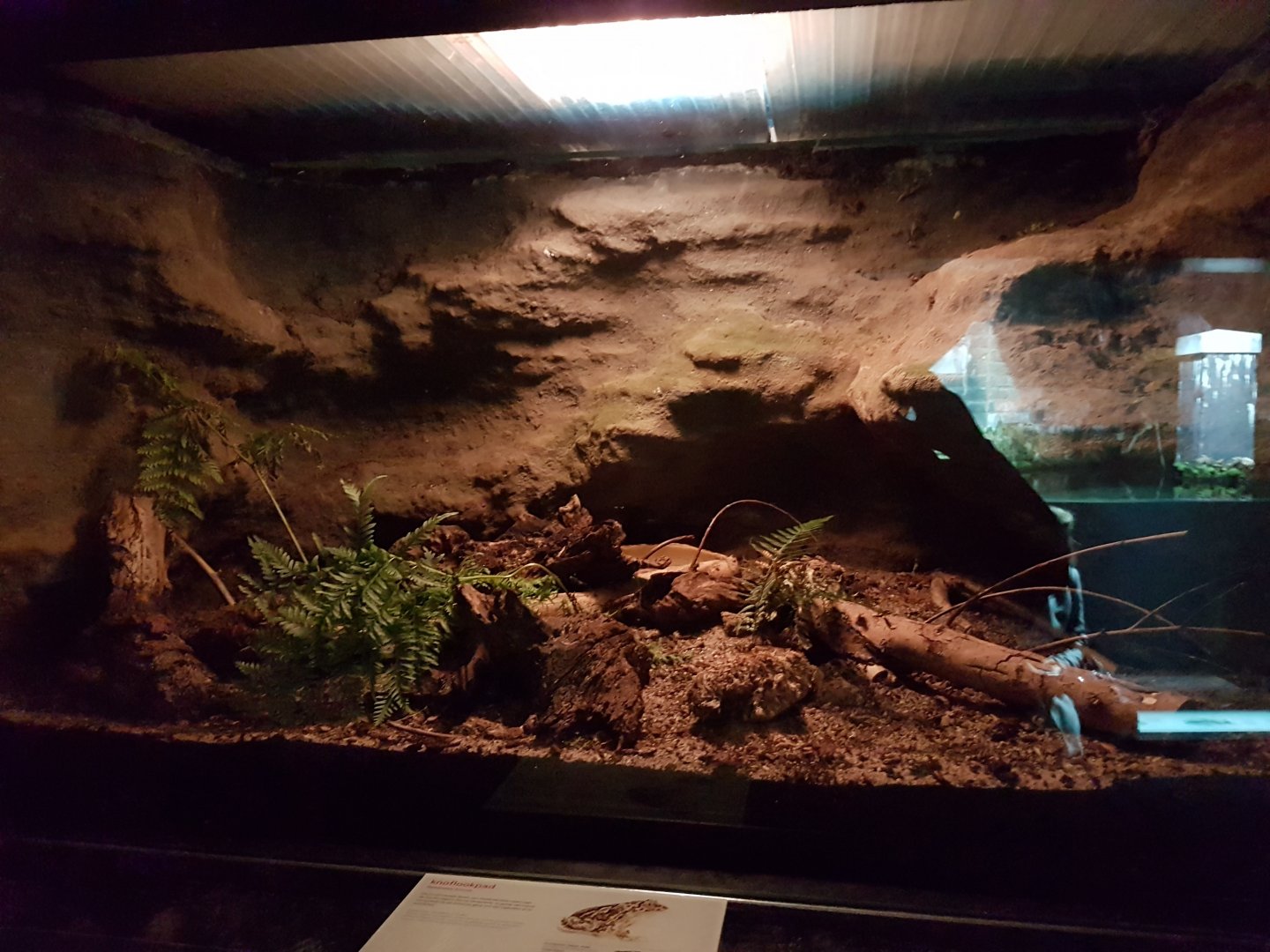 Enclosure Common spadefoot