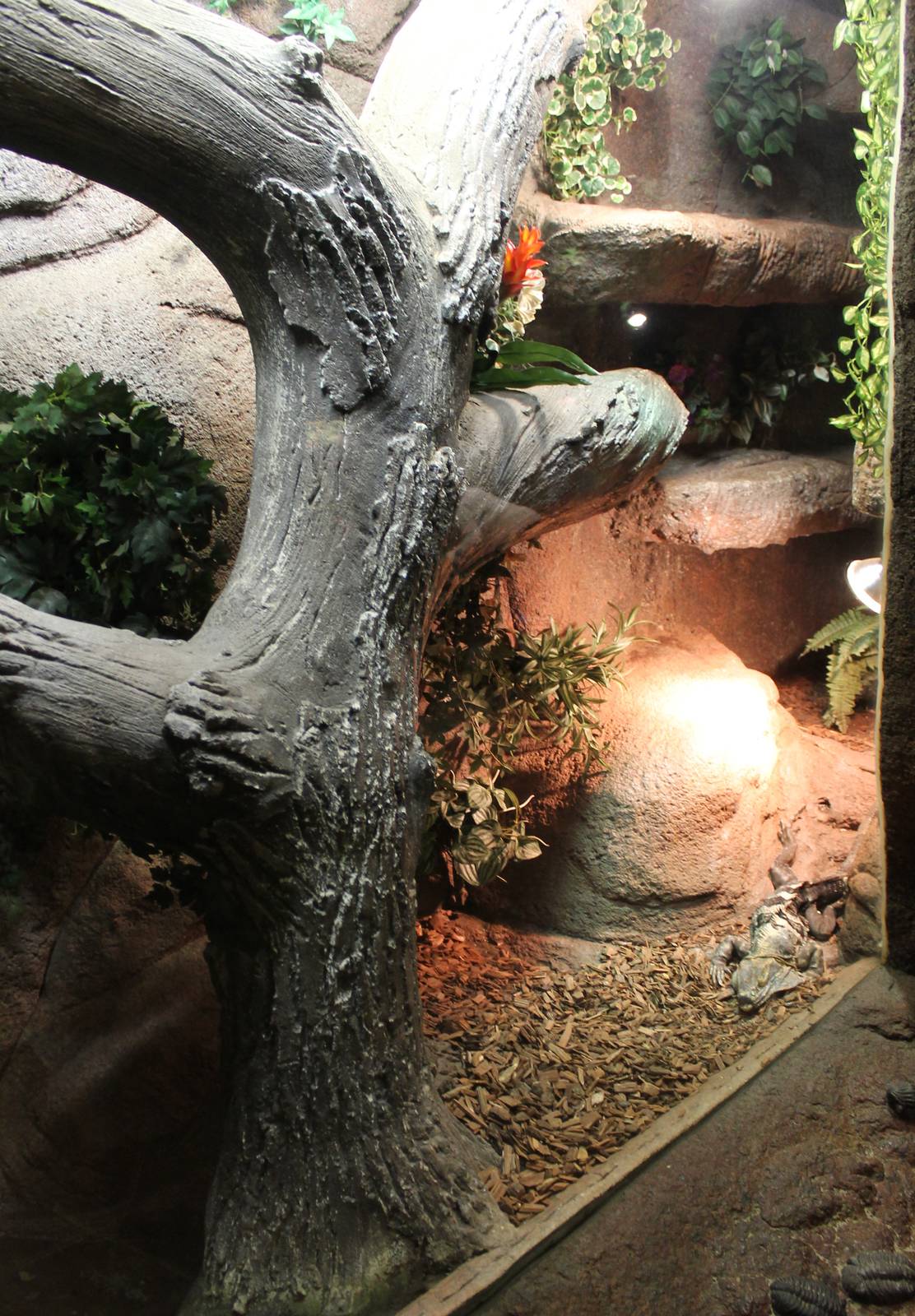 Enclosure Common spiny-tailed iguana