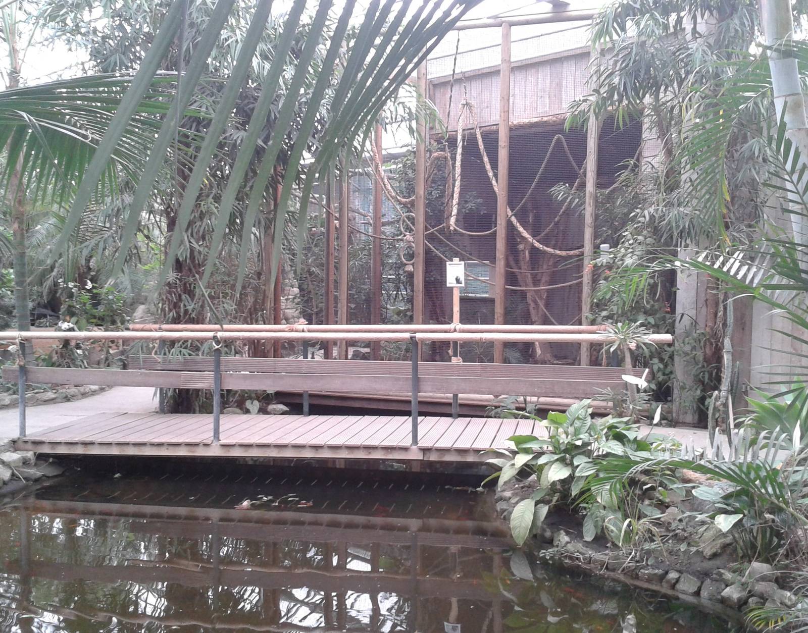 enclosure common tamarins