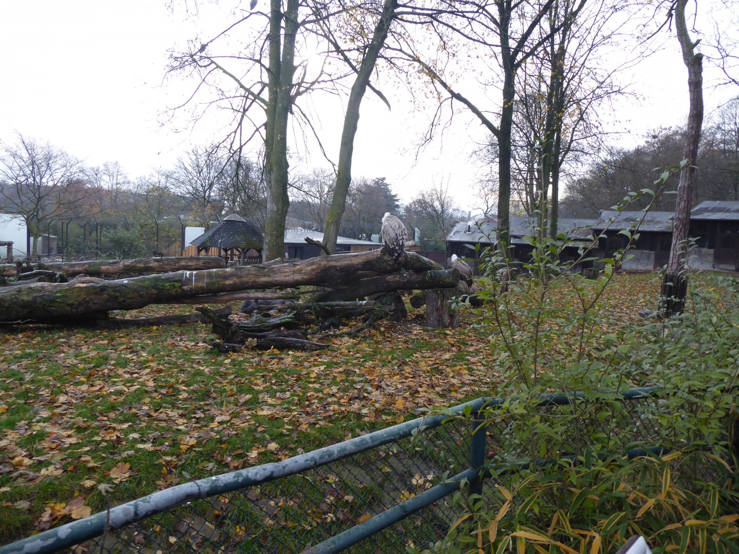 Enclosure containing Griffon vulture, Marabou and Helmeted gunieafowl 011219