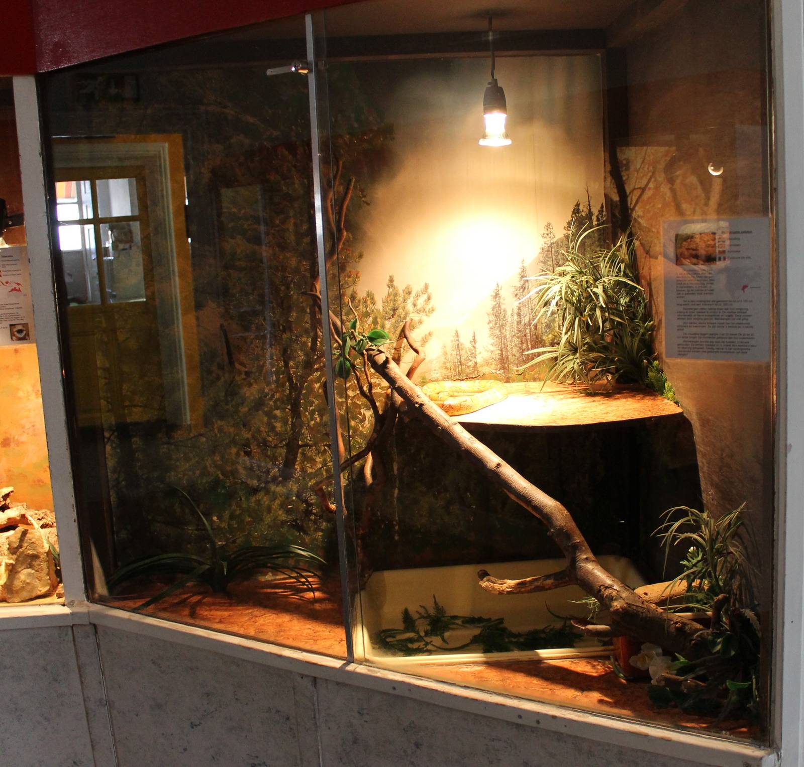 Enclosure Corn snake