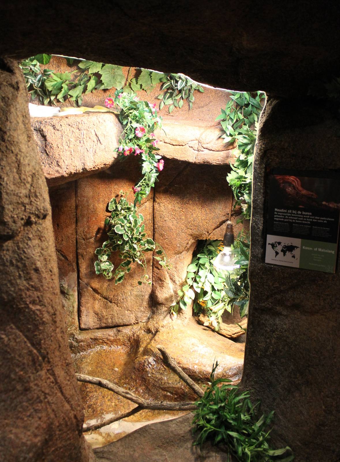 Enclosure Corn snake