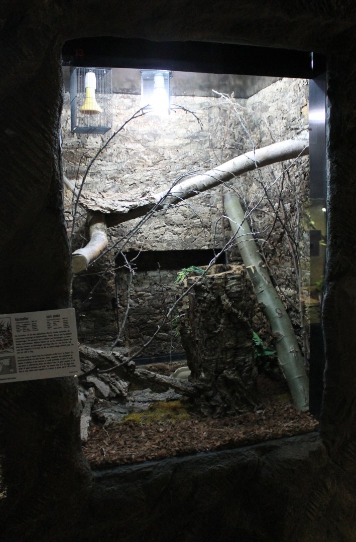 Enclosure Corn snake