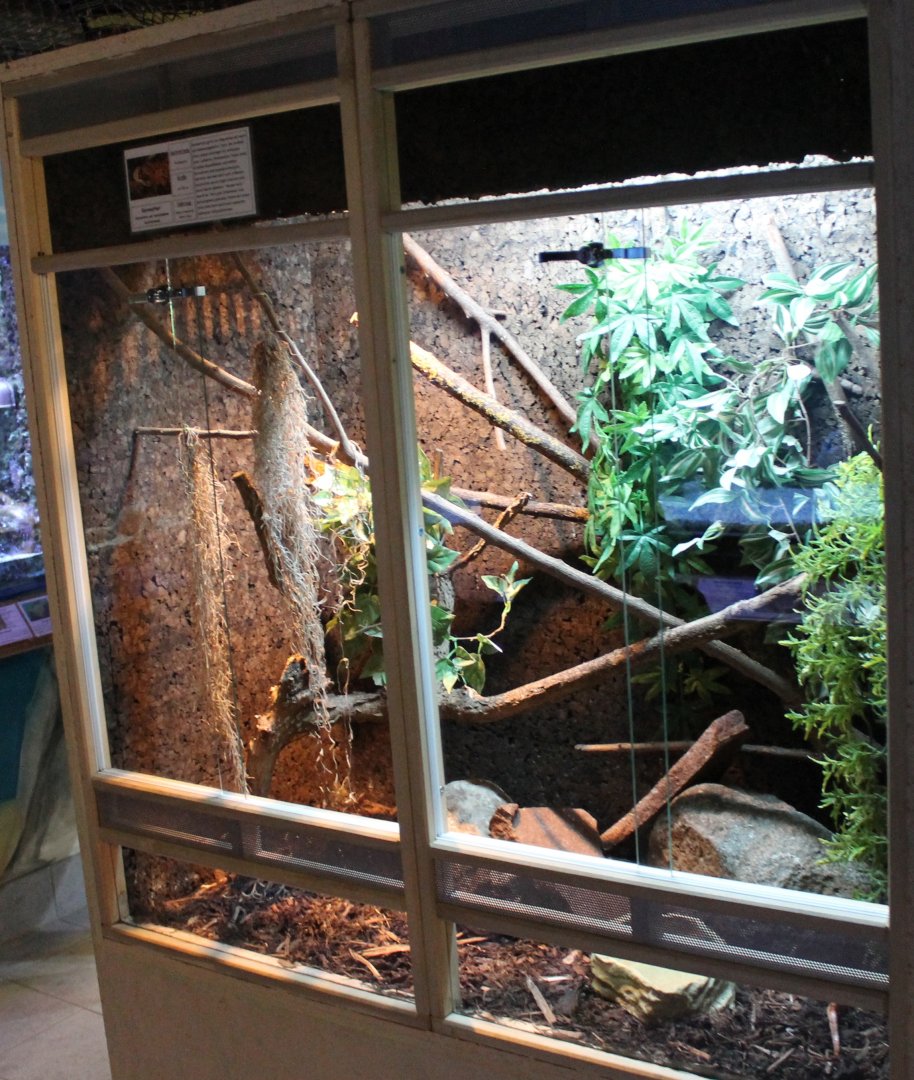 Enclosure Corn snake