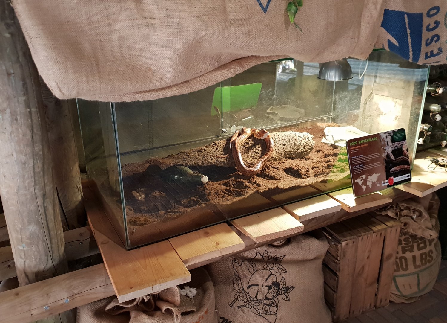 Enclosure Corn snake