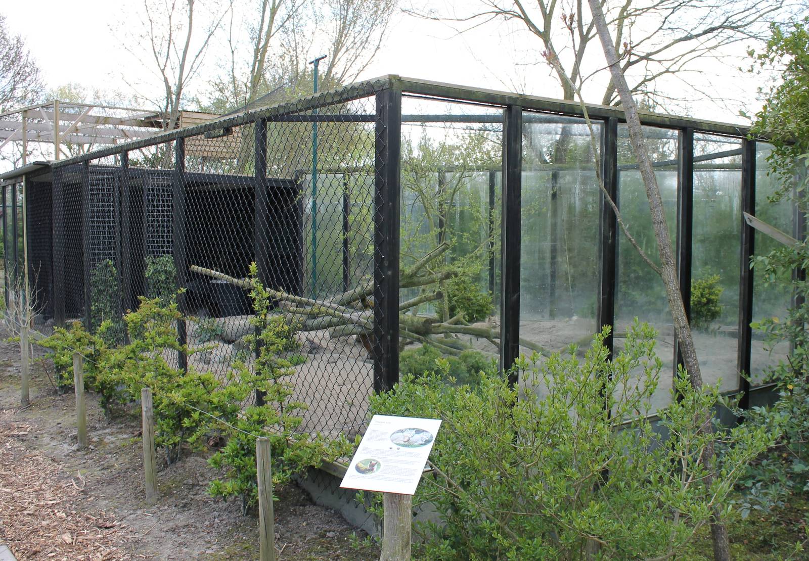 Enclosure Corsac fox