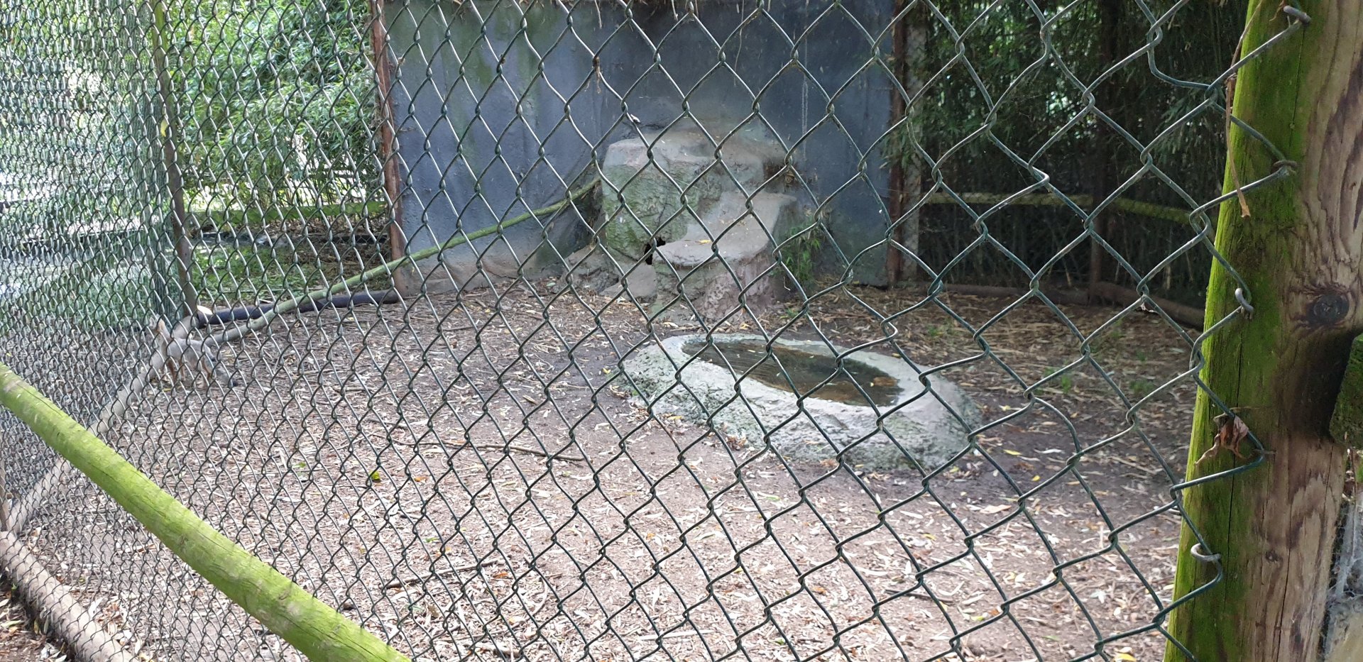 Enclosure Corsac fox