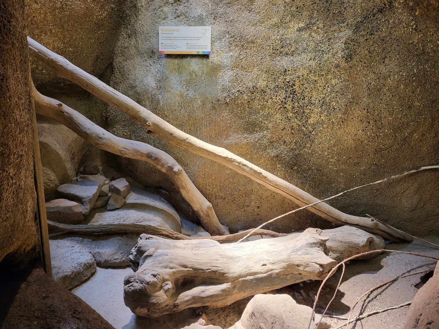 Enclosure Cotton rat