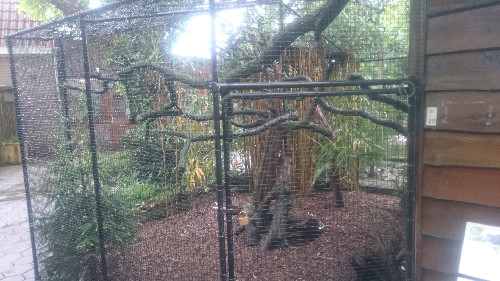 Enclosure Cotton-top tamarin and Vietnamese pheasant