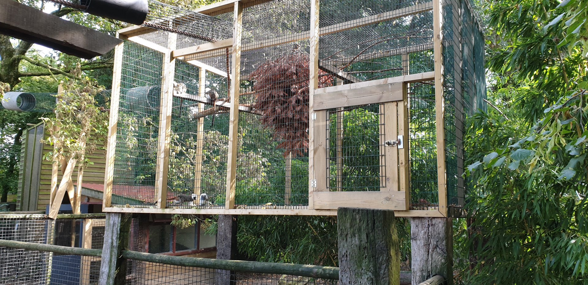 Enclosure Cotton-top tamarin