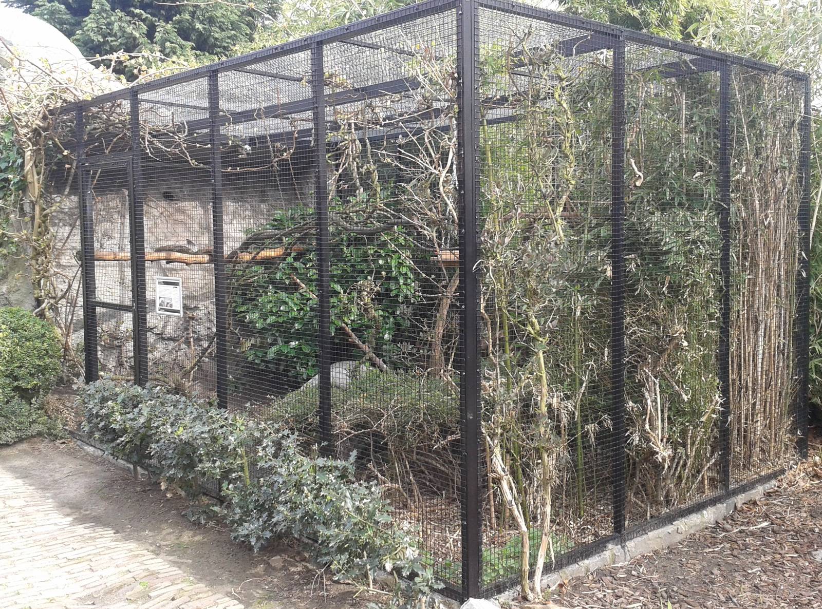 enclosure cotton-topped tamarins