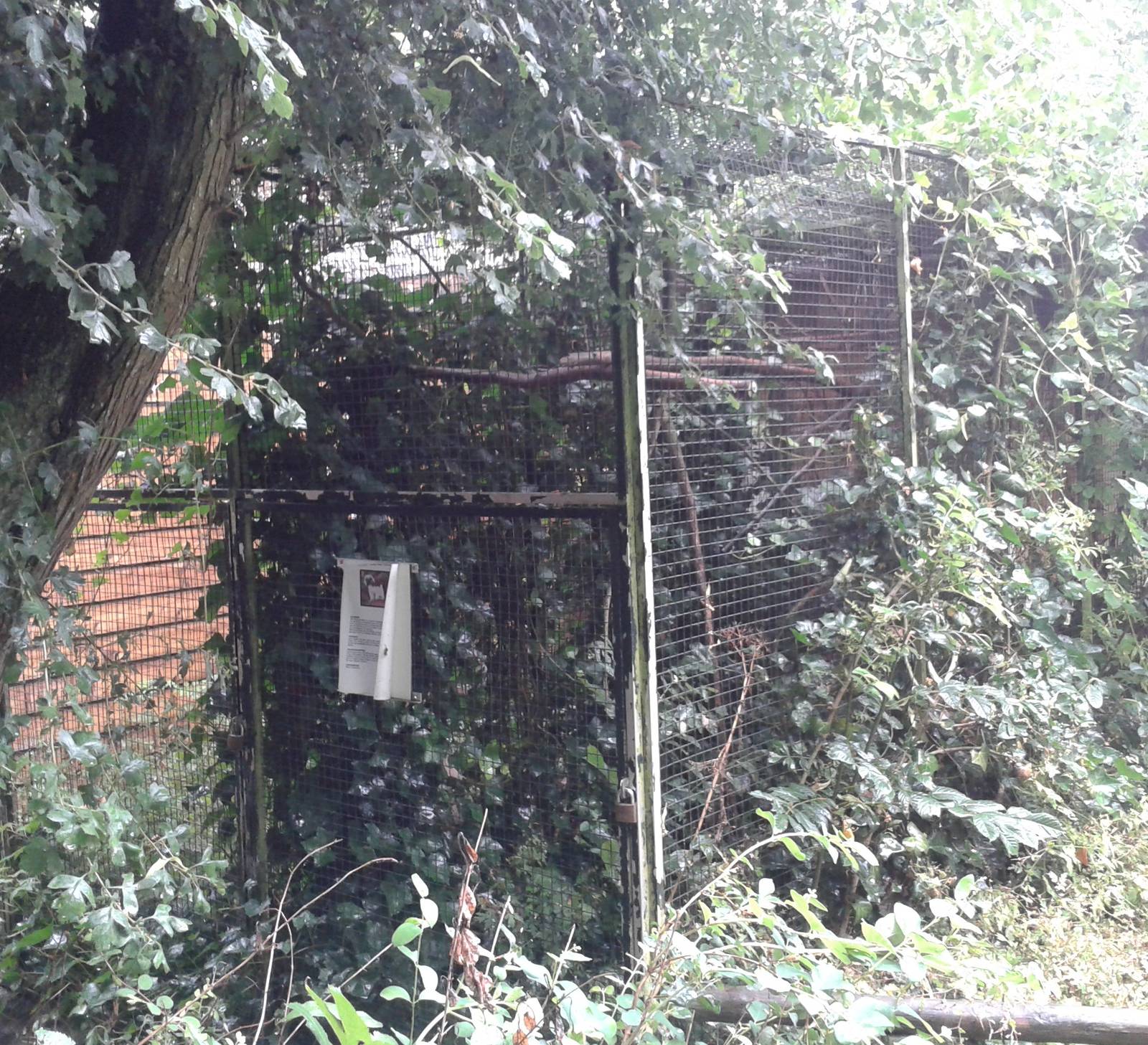 enclosure cotton-topped tamarins