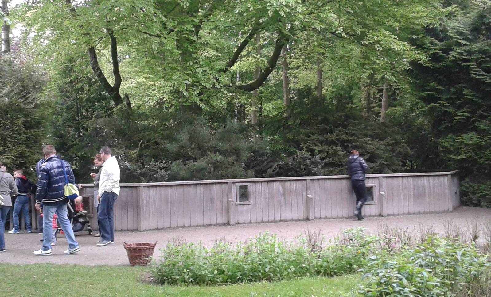 Enclosure crab-eating raccoons