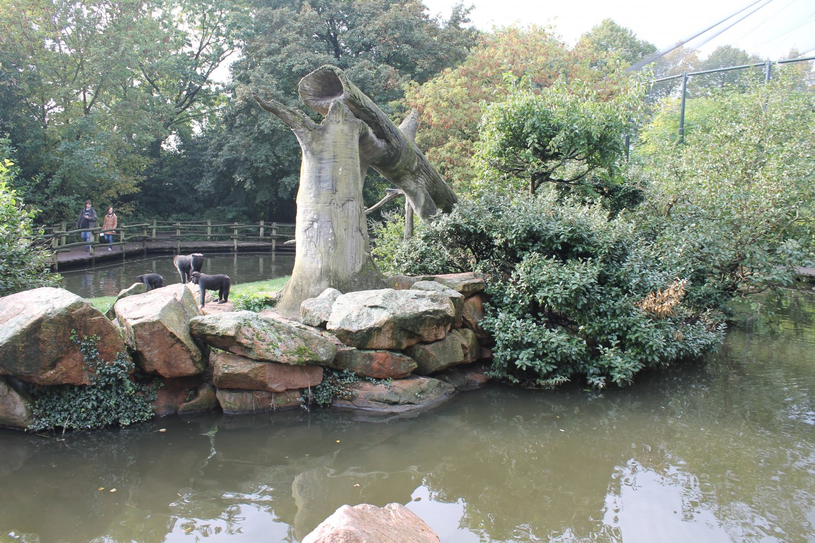 Enclosure Crested black macaque