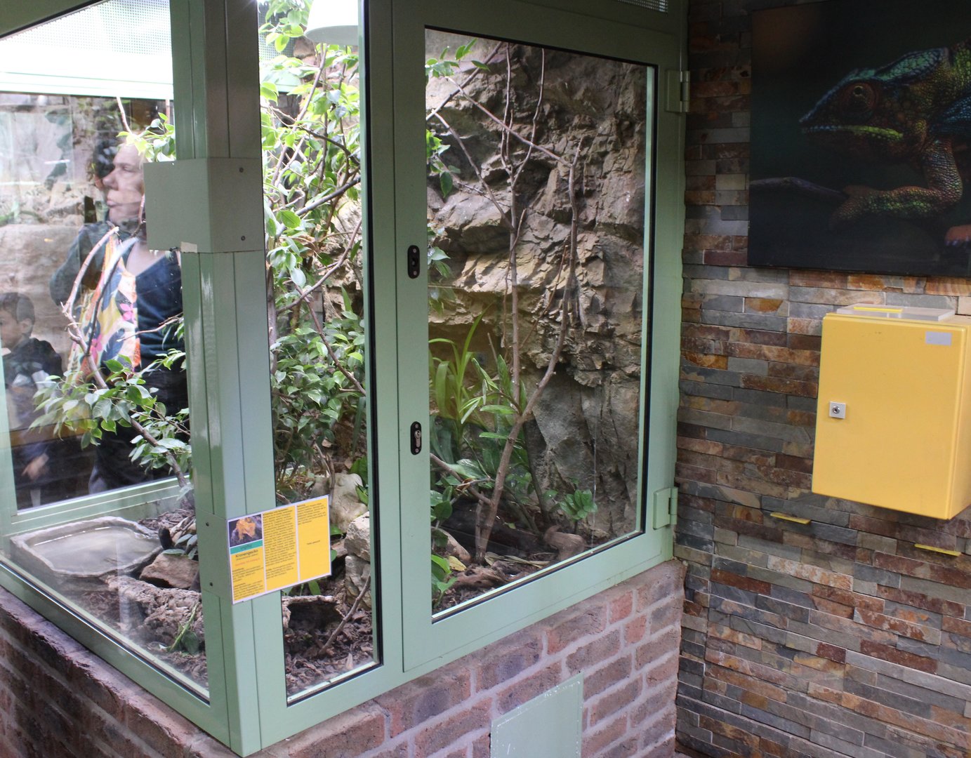 Enclosure Crested gecko - Rhacodactylus ciliatus